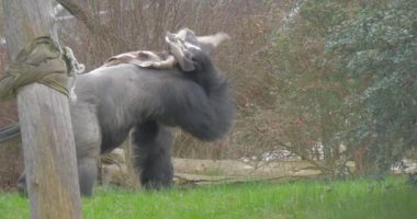 Gorilla Walks on a Glade. She Passes by a High Dry Tree and a Dense Bushes. the Gorilla Carries on a Head a Checkered Plaid.