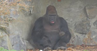 Bir küçük taş mağarada goril oturur