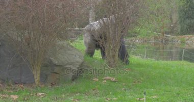 Siyah goril yüksek Thorn çalılıkların arasından doğar