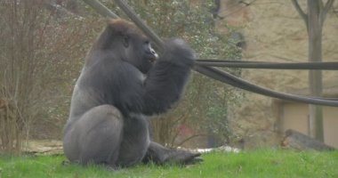 Shaggy goril bir ip bir elinde tutar.