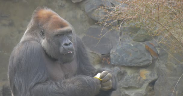 Big Black Gorilla Sits Green Grass She Holds Hands Yellow — стокове відео