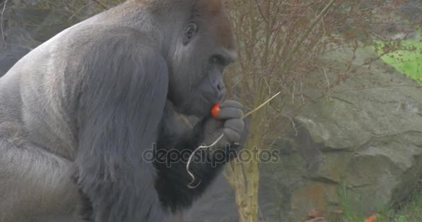 Gorille africaine noire erre dans la cage 