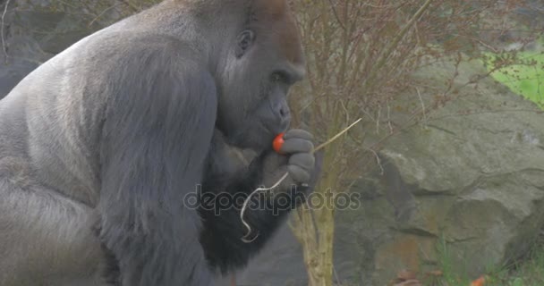 黑色非洲大猩猩徘徊在笼子里 — 图库视频影像