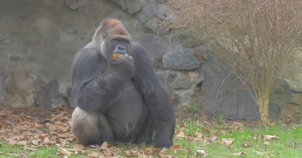 Big Black Gorilla Chews Orange She Keeps Him One Hand — ストック動画