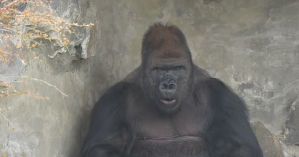 Stor svart Gorilla äter en skivor av gult äpple — Stockvideo