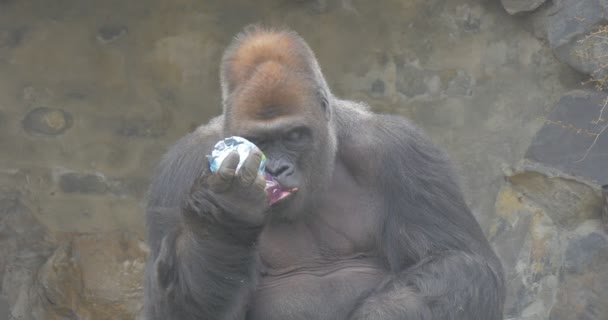 Gorilla bebe jugo violeta de una botella de plástico — Vídeos de Stock