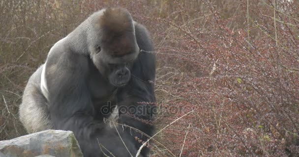 Negro lanudo gorila se acerca a un rojo arbustos — Vídeo de stock