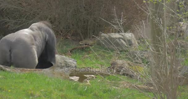 Gruby Kudłaty Gorilla idzie w kierunku jeziora — Wideo stockowe