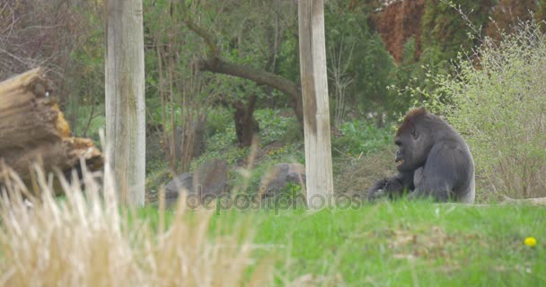 Sad Gorilla zerwało szypułka trawa ziemi — Wideo stockowe