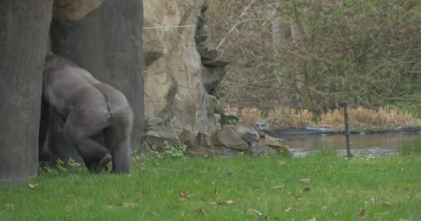 Muskulös Afrikanska svart Gorilla går in i en håla — Stockvideo