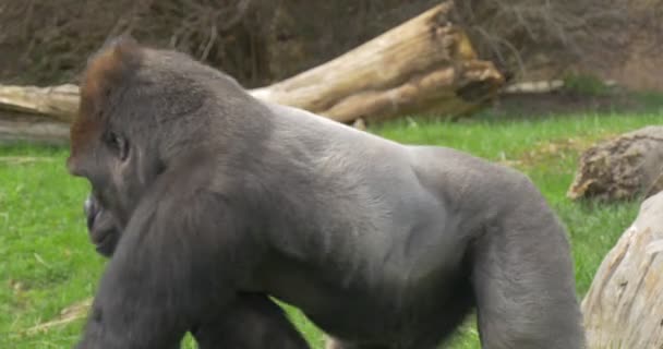 Black African Gorilla Lives in a Park of a City — Stock Video