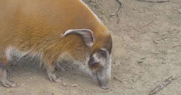 Cerdo amarillo camina en un territorio de un refugio — Vídeo de stock