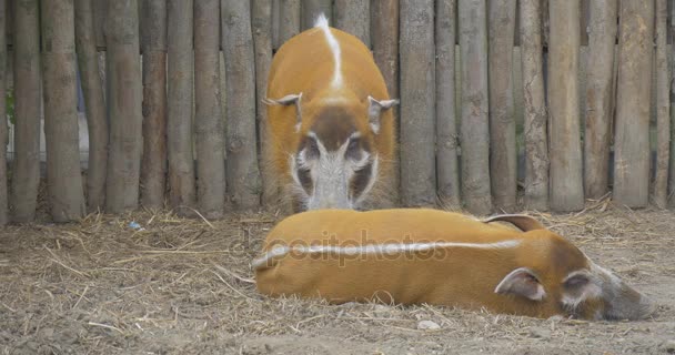 Одна свинья начинает тыкать носом в другую свинью — стоковое видео