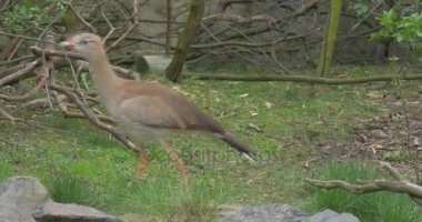 Uzun bacaklı kahverengi kuş AVI hata