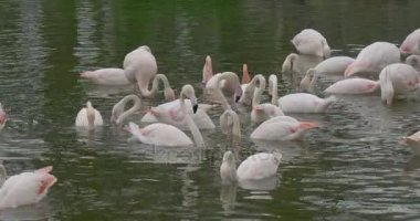 Büyük grubu pembe Kuğu Gölü için geldi