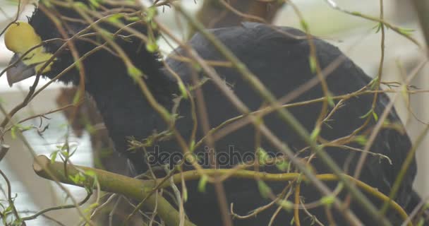 Oiseau engagé dans la recherche d'un bâton flexible 