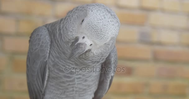 Hermosa loro gris examina a los visitantes de un zoológico — Vídeos de Stock