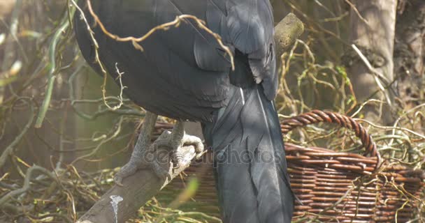 Zwarte vogel heeft gegrepen Claws voor een dikke tak — Stockvideo