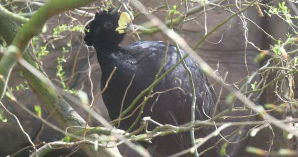 βίντεο του μεγάλο μαύρο πουλί μεγάλο xnxc
