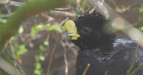 Big Black Bird Hatches Out Baby Birds — Stock Video