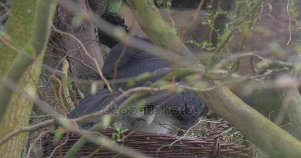 Pássaro com um bico amarelo senta-se em uma cesta de vime — Vídeo de Stock