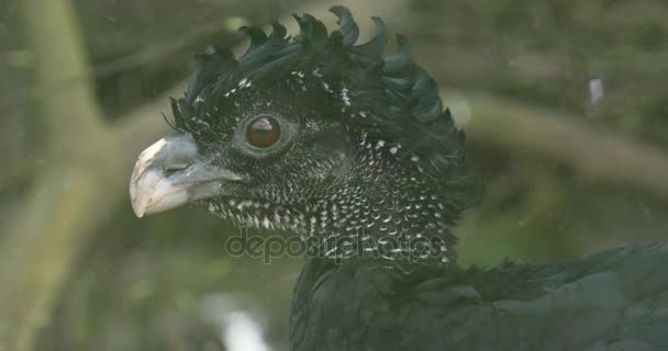 Petit oiseau noir regarde dans l'objectif de la caméra — Video