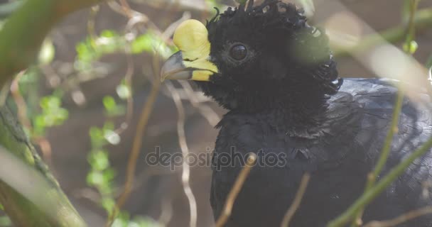 美しい黒い鳥は自分の巣を保護します。 — ストック動画