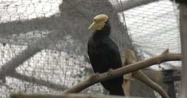 Büyük siyah kuş kalın bir kuru dalda oturur