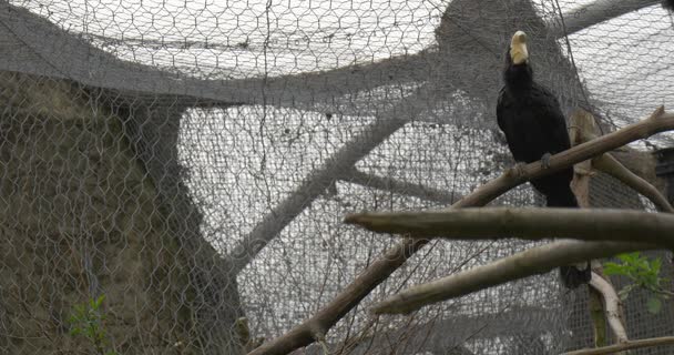 Чёрный попугай сидит на ветке сушеного дерева — стоковое видео