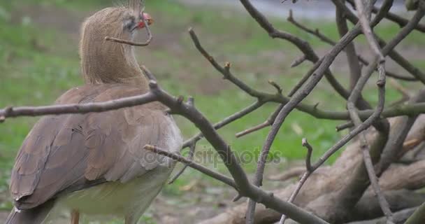 Птица шарит в траве и сухой палкой — стоковое видео