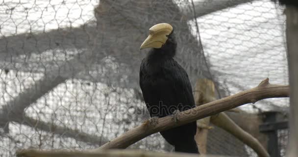 Grote zwarte vogel zit op een dikke droge tak — Stockvideo