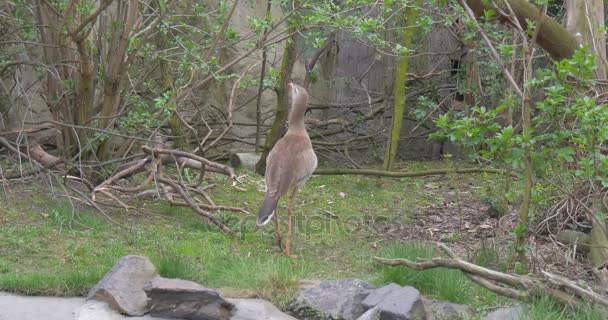 Bruine vogel is onder een hoge Branchy boom gestopt — Stockvideo