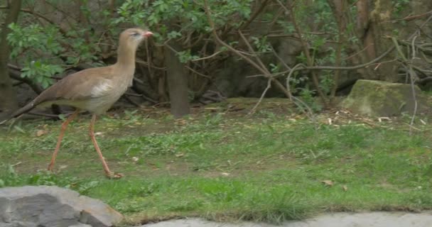 Caccia agli uccelli bruni a gambe lunghe su un serpente — Video Stock