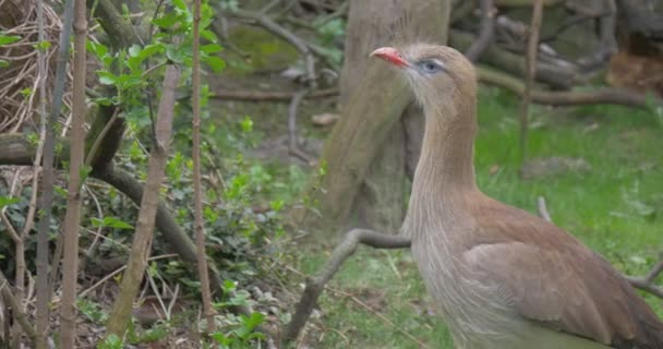 Peacock probeert te vinden in een gras van smakelijke Worms — Stockvideo