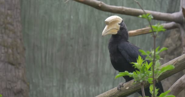 Krásné černé papoušek sedí na větvi stromu — Stock video