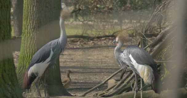 Malé divoké kachny vystoupí zpoza stromu — Stock video