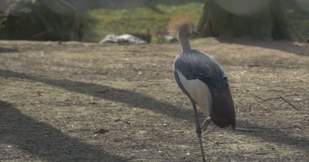 Güzel yüksek Heron tek ayak üstünde duruyor — Stok video