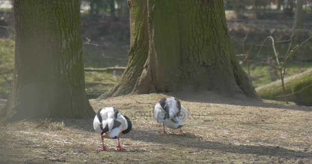 White Duck Smartens up Before Her Future Partner — Stock Video