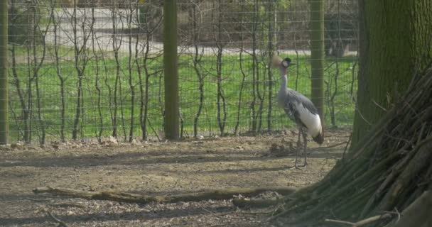 Beautiful Heron Stands Near to a Metal Fencing — Stock Video
