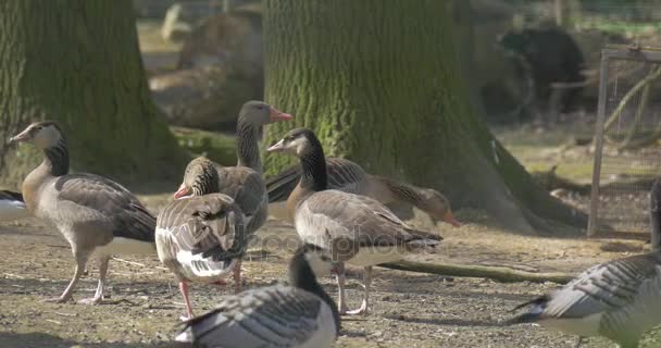 Multitud de patos salvajes busca comida en el parque — Vídeo de stock