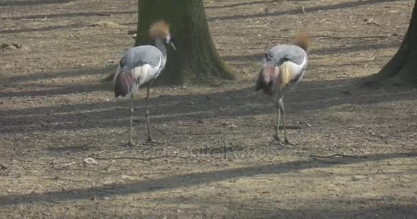 Two Herons Walks in an Open-Air Cage of a Zoo — Stock Video