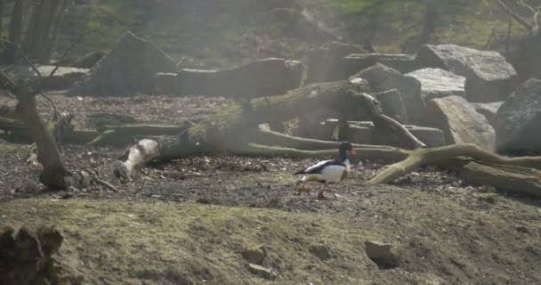 Утка идет по направлению к большой куче гранитных камней — стоковое видео