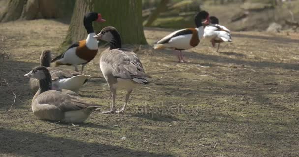 Enten wandern um einen hohen Laubbaum — Stockvideo