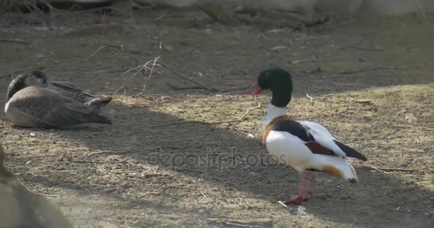 鴨だったの層状日陰大きな木の — ストック動画