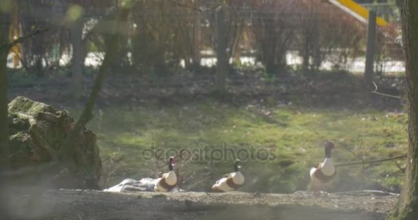 Piccolo gruppo di anatre dal becco rosso a piedi — Video Stock