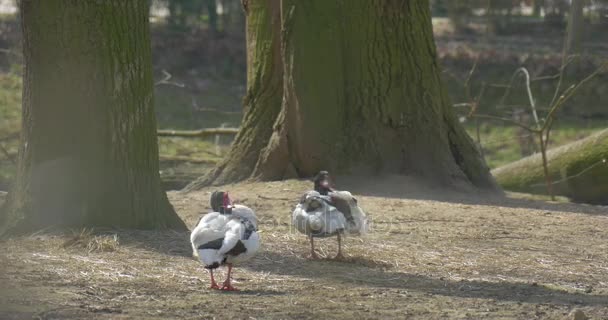 Две дикие белые утки готовятся к спариванию — стоковое видео