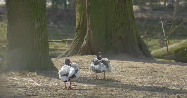 Két fehér vadkacsa felkészülni a párosítás — Stock videók