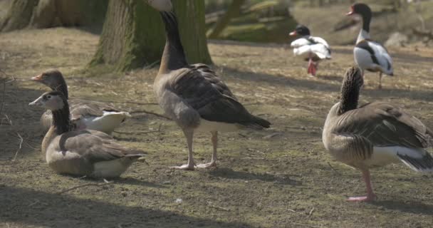 Grupo de patos observa para los visitantes de un zoológico — Vídeo de stock