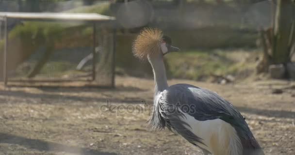 Forte vento freddo che soffia a Airone grigio alto — Video Stock