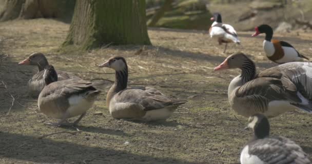 Mała grupa dzikich kaczek ma przerwę w parku miejskim — Wideo stockowe